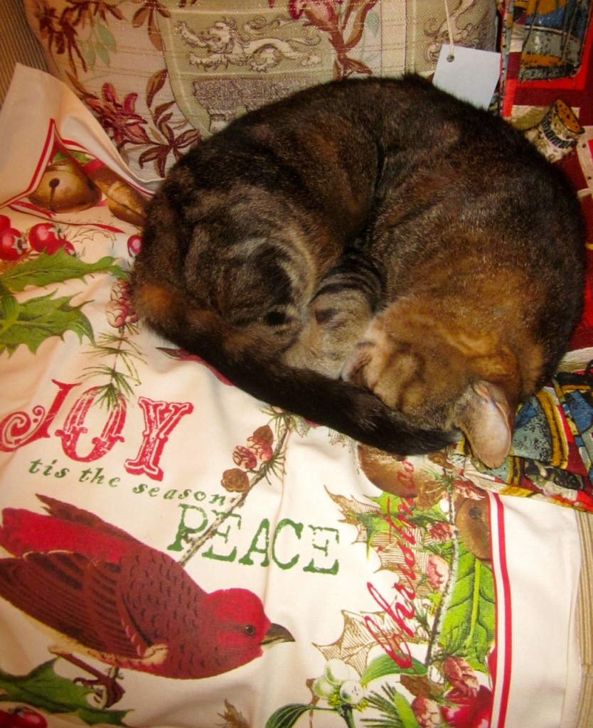 Pre-Christmas cat nap!